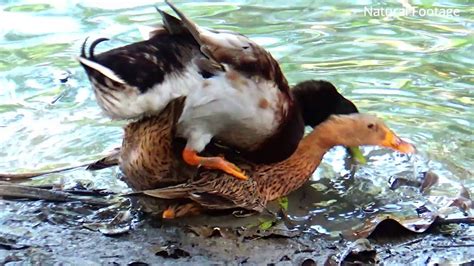 duck sex video|How do ducks have sex with their corkscrew.